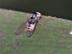 Polyporivora picta