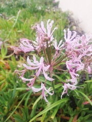 Nerine bowdenii