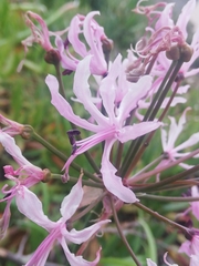 Nerine bowdenii