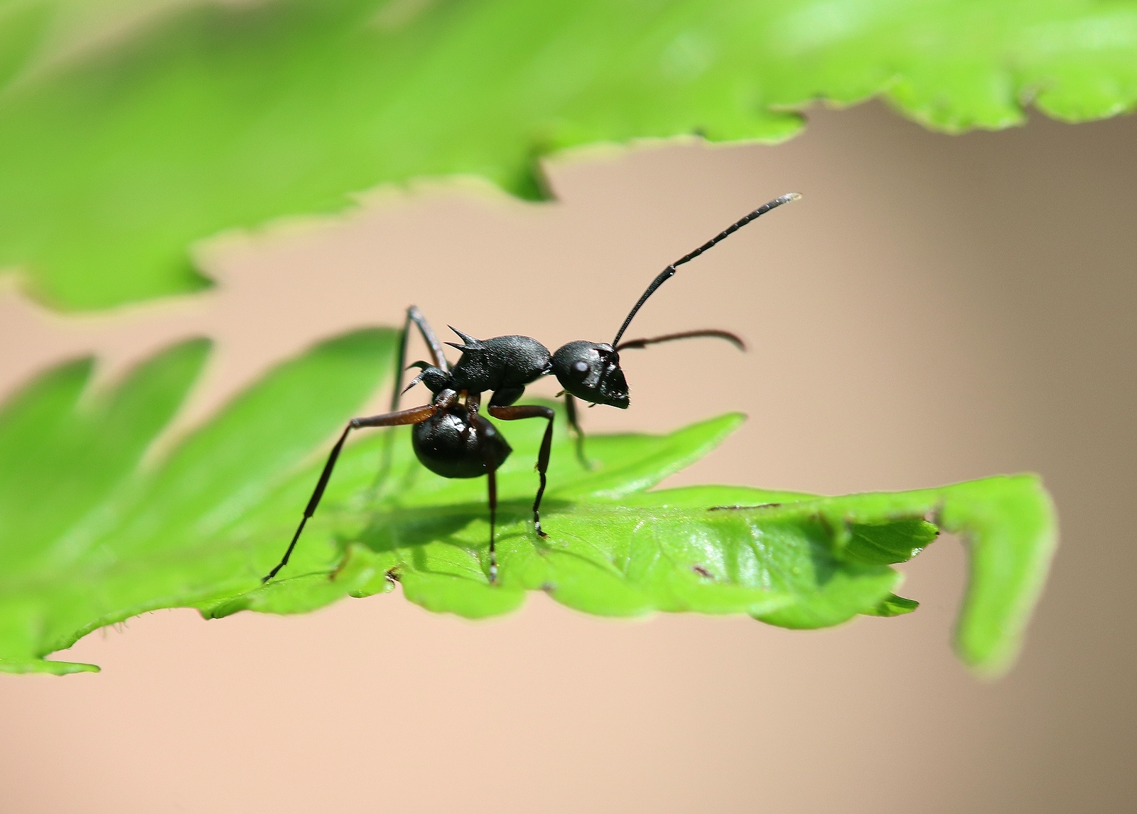 Polyrhachis hippomanes