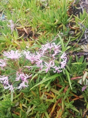 Nerine bowdenii