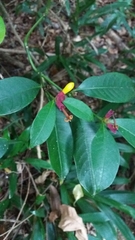 Psychotria nuda
