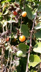 Blastania cerasiformis