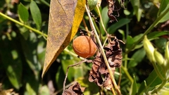 Blastania cerasiformis