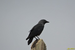 Corvus monedula