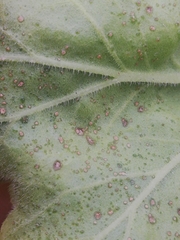 Puccinia pelargonii-zonalis