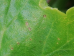 Puccinia pelargonii-zonalis