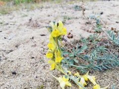 Linaria polygalifolia