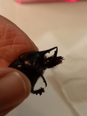 Ceratophyus hoffmannseggi