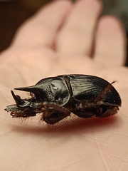 Ceratophyus hoffmannseggi