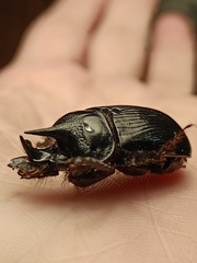 Ceratophyus hoffmannseggi