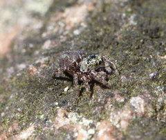 Dendryphantes