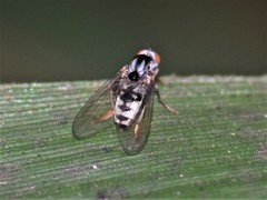 Polyporivora picta