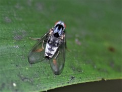 Polyporivora picta