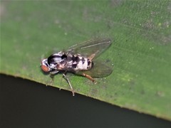 Polyporivora picta