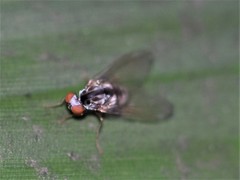 Polyporivora picta