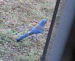 Aphelocoma woodhouseii texana