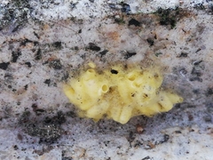 Cotesia glomerata