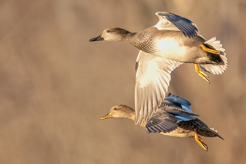 Gadwall