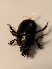 Ceratophyus hoffmannseggi