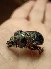 Ceratophyus hoffmannseggi