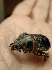 Ceratophyus hoffmannseggi