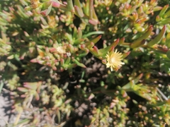 Delosperma versicolor