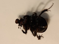 Ceratophyus hoffmannseggi