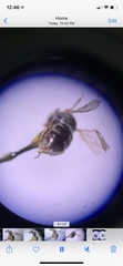 Lasioglossum