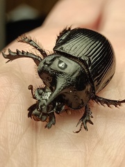 Ceratophyus hoffmannseggi