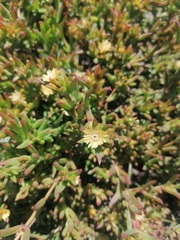 Delosperma versicolor