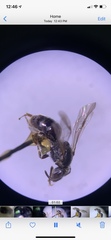 Lasioglossum
