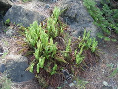 Polystichum lemmonii