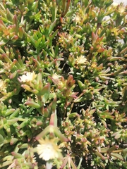 Delosperma versicolor