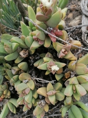 Corpuscularia lehmannii