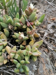 Corpuscularia lehmannii