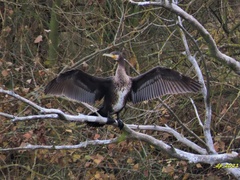 Phalacrocorax carbo