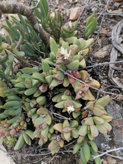 Corpuscularia lehmannii