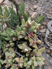 Corpuscularia lehmannii