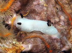 Cadlina limbaughorum