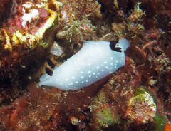 Cadlina limbaughorum