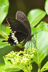 Papilio polytes