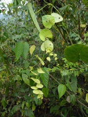 Cissampelos tropaeolifolia