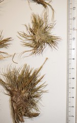 Syngonanthus flavidulus