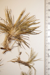 Syngonanthus flavidulus