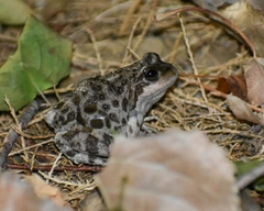 Pleurodema bufoninum