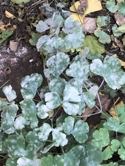 Erysiphe aquilegiae
