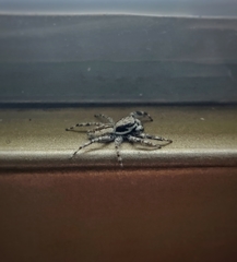 Menemerus bivittatus