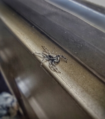 Menemerus bivittatus