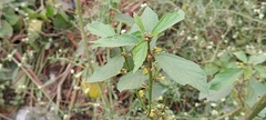 Baliospermum solanifolium